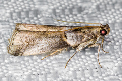 Acrobasis caliginella