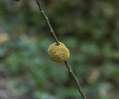 Phylloporia amplectens