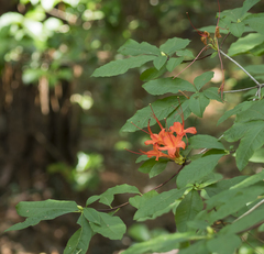 Rhododendron prunifolium