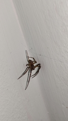Larinioides ixobolus