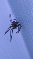 Larinioides ixobolus