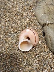 Cyclophorus moellendorffi