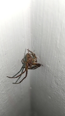 Larinioides ixobolus
