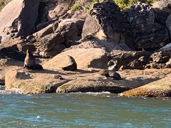 Arctocephalus pusillus