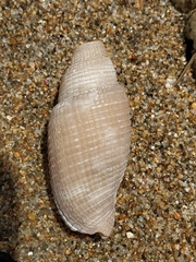 Mitra