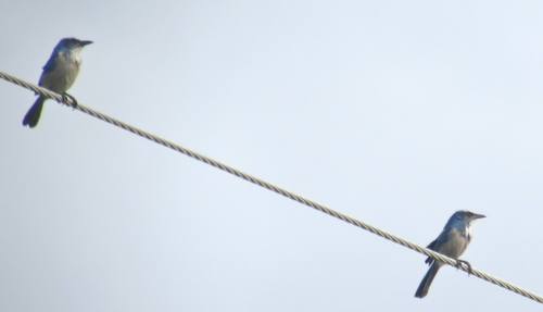 Corvidae image