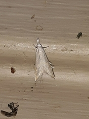 Haimbachia placidellus