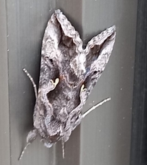 Autoplusia gammoides