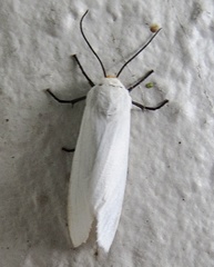 Pygarctia flavidorsalis