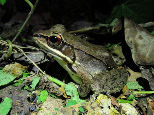 Highland Frog