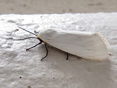 Pygarctia flavidorsalis