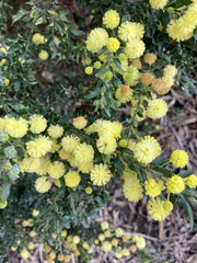 Acacia paradoxa