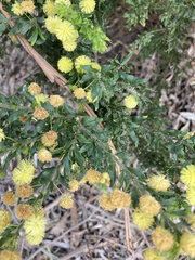 Acacia paradoxa