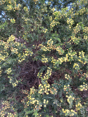 Acacia paradoxa