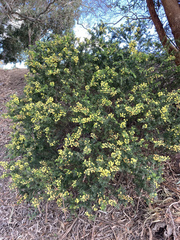 Acacia paradoxa