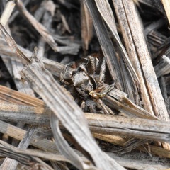 Habronattus cuspidatus