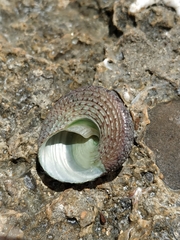 Trochus chloromphalus