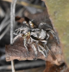 Habronattus cuspidatus