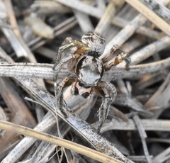 Habronattus cuspidatus