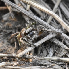 Habronattus cuspidatus