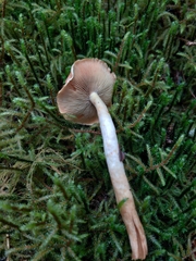 Pyrrhulomyces astragalinus