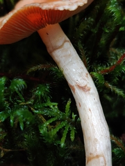 Pyrrhulomyces astragalinus