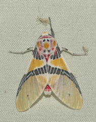 Idalus admirabilis