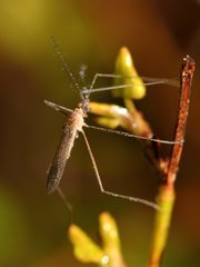 Chioneinae