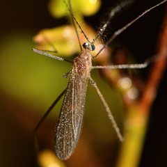 Chioneinae