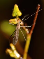 Chioneinae
