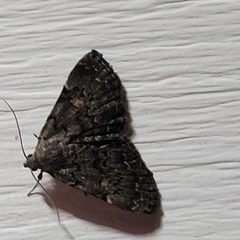 Idia diminuendis