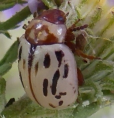 Zygogramma conjuncta pallida