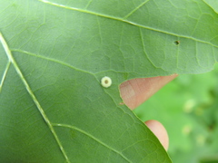 Neuroterus umbilicatus