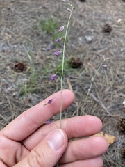 Pennellia longifolia