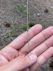 Pennellia longifolia