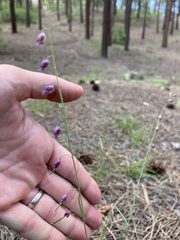 Pennellia longifolia