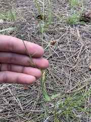 Pennellia longifolia