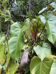 Philodendron erubescens