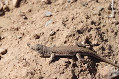 Aralo-Caspian Racerunner photo 4
