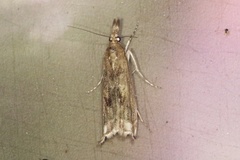 Prionapteryx achatina