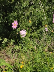 Cosmos bipinnatus