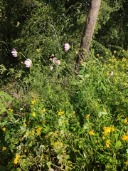Cosmos bipinnatus