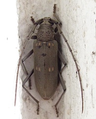 Susuacanga stigmatica