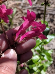 Penstemon triflorus