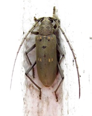 Susuacanga stigmatica