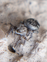 Habronattus hirsutus