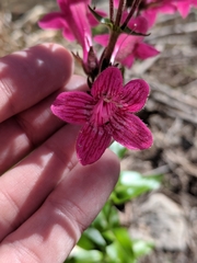 Penstemon triflorus