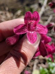 Penstemon triflorus