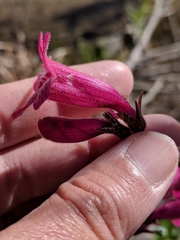 Penstemon triflorus