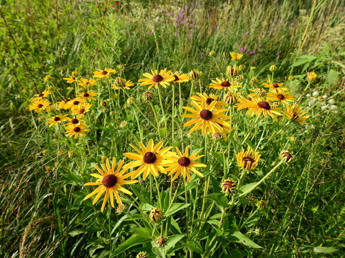 Rudbeckia subtomentosa